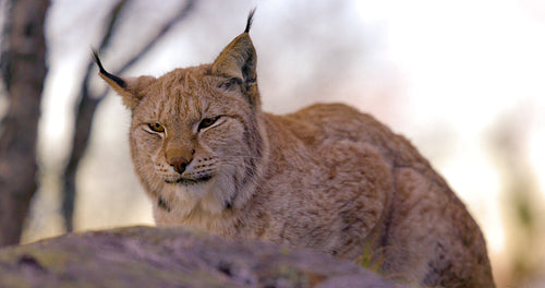 Close-up of a Eurasian lynx lying on a rock in forest looking for prey