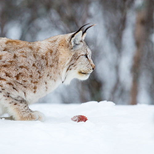 Lynx eating in the winter