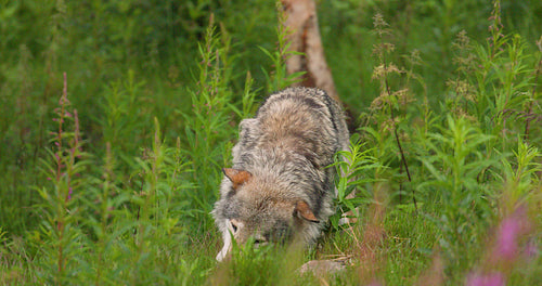 Old grey wolf eating a dead animal in the summer