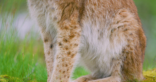 Close-up of european lynx sitting in the forest