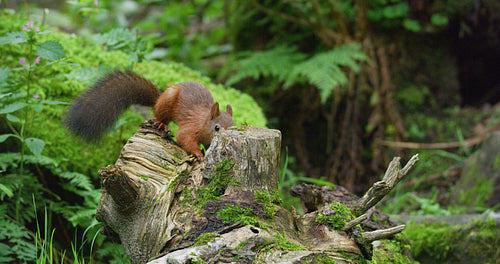 Red squirrel looking for food at the forest floor and jumps away