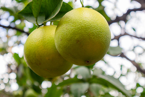 Close-Up Of Two Organic Fresh Oranges hanging in Tree