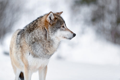 Canis Lupus wolf standing on snowy winter landscape