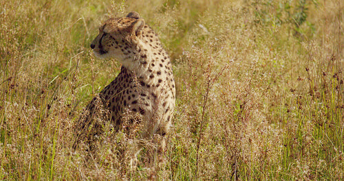 Environmental portrait of yawning adult cheetah sitting at the vast grassy plain
