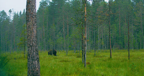 Wild adult brown bear walking in the forest while raining