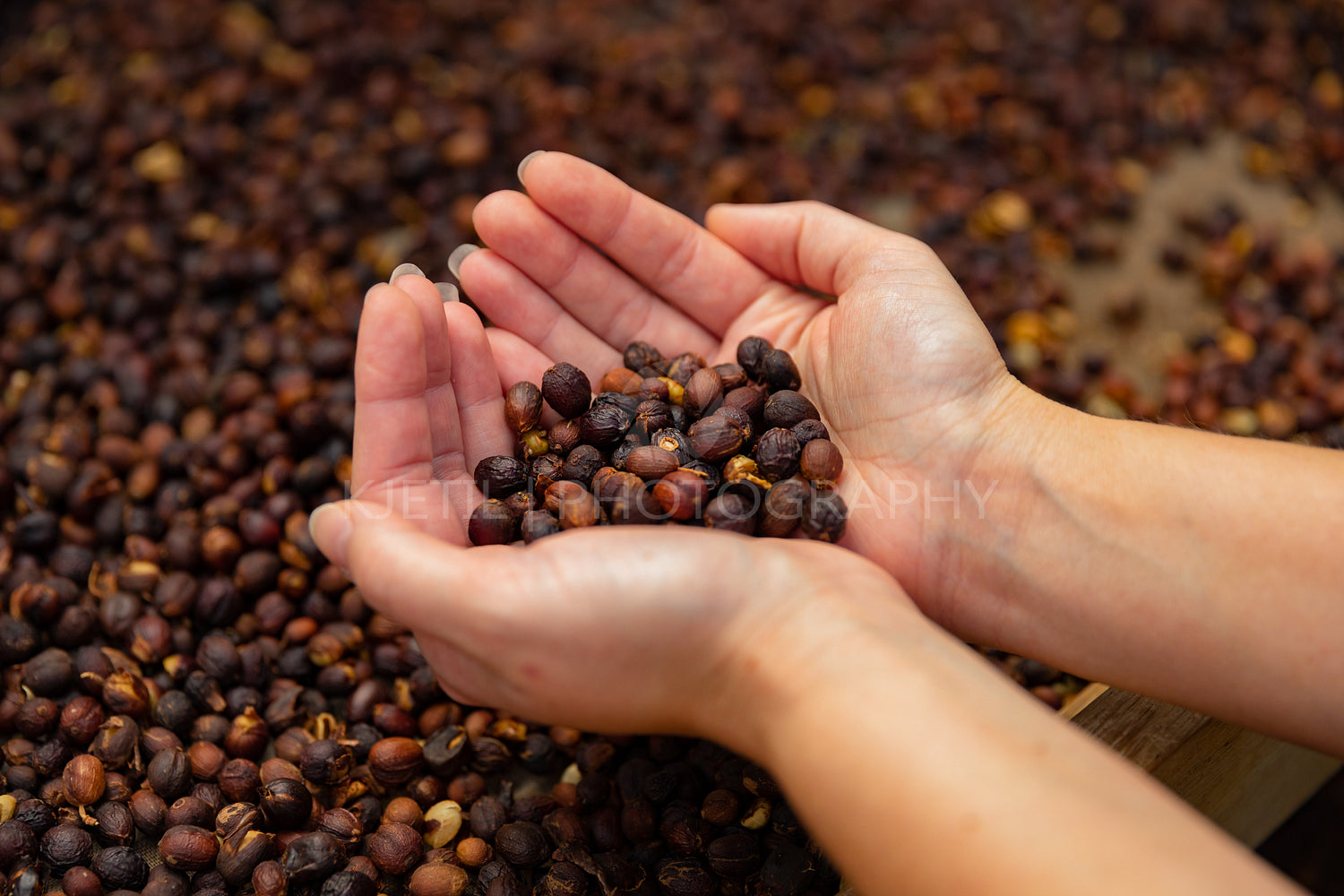 Female Employee Examines Dried Organic Raw Coffee Beans