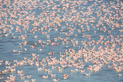 Large colony of pink flamingos in Africa