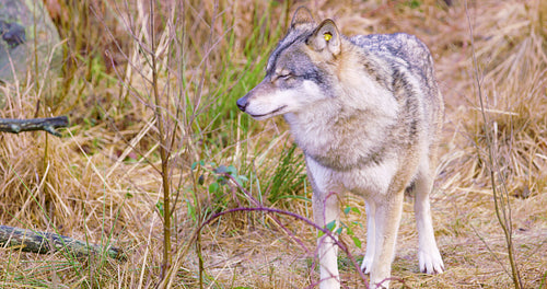 One grey wolf standing and smells in grass