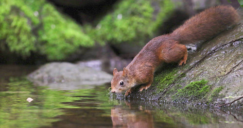 Red squirrel looking around at the forest floor close to the water