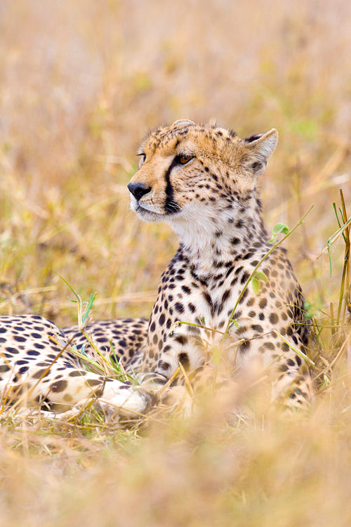 Cheetah looks after enemies in Serengeti