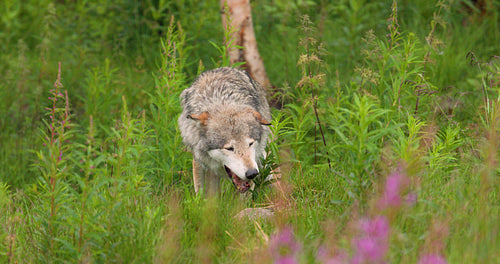 Large old grey wolf eating a dead animal in the summer