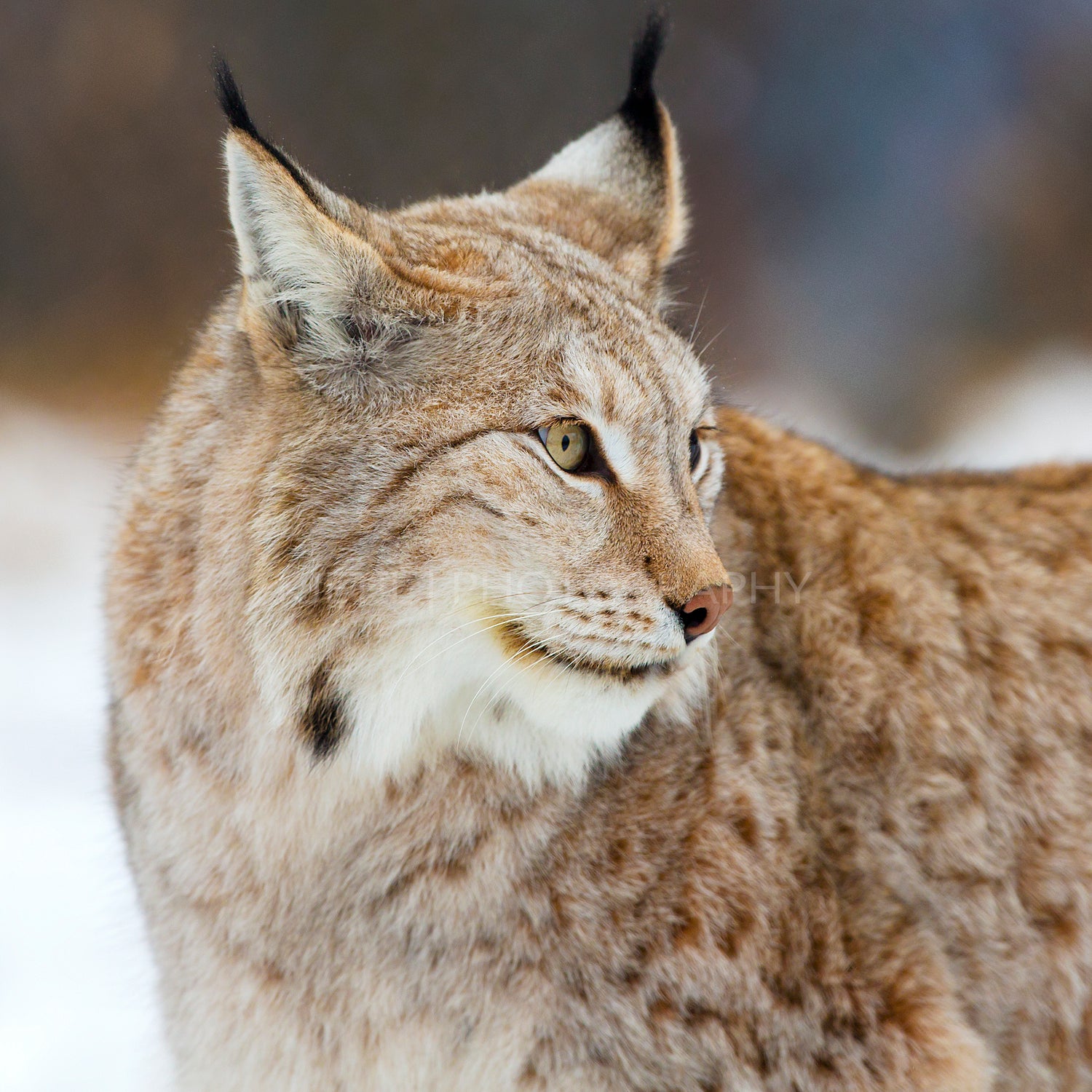 Close up of lynx in the forest