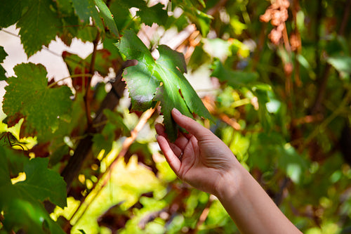 Woman touching leaf from wine grape plant at vineyard