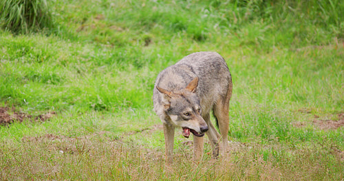 One beautiful wolf eating meat bone in the summer forest