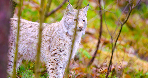 Young and playfull lynx cat standing in the forest