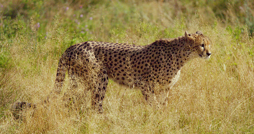 Alert adult cheetah walking at vast grass plain and looking for enemies and prey