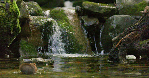 Red squirrel swims in the water and finds a nut then jumps away