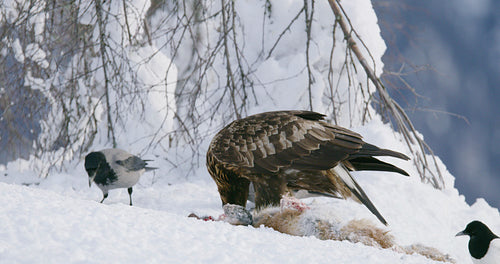 Golden eagle eating on dead fox and looking into camera in the mountains at winter