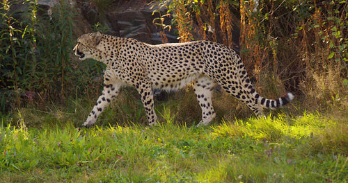 Focused adult cheetah walking in the shadows on a grassy field