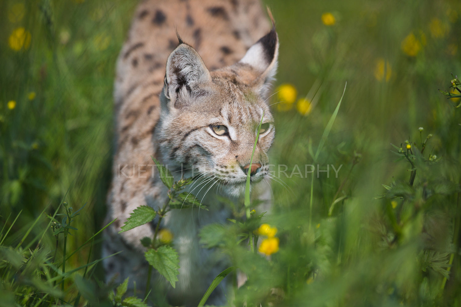 Lynx sneaking in the grass