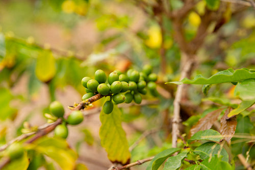 Close-Up Of Fresh Coffee Fruits Growing In Farm