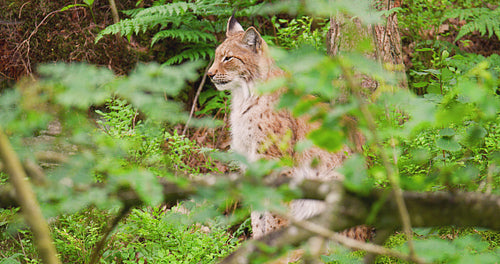 Lynx in forest seen through plants