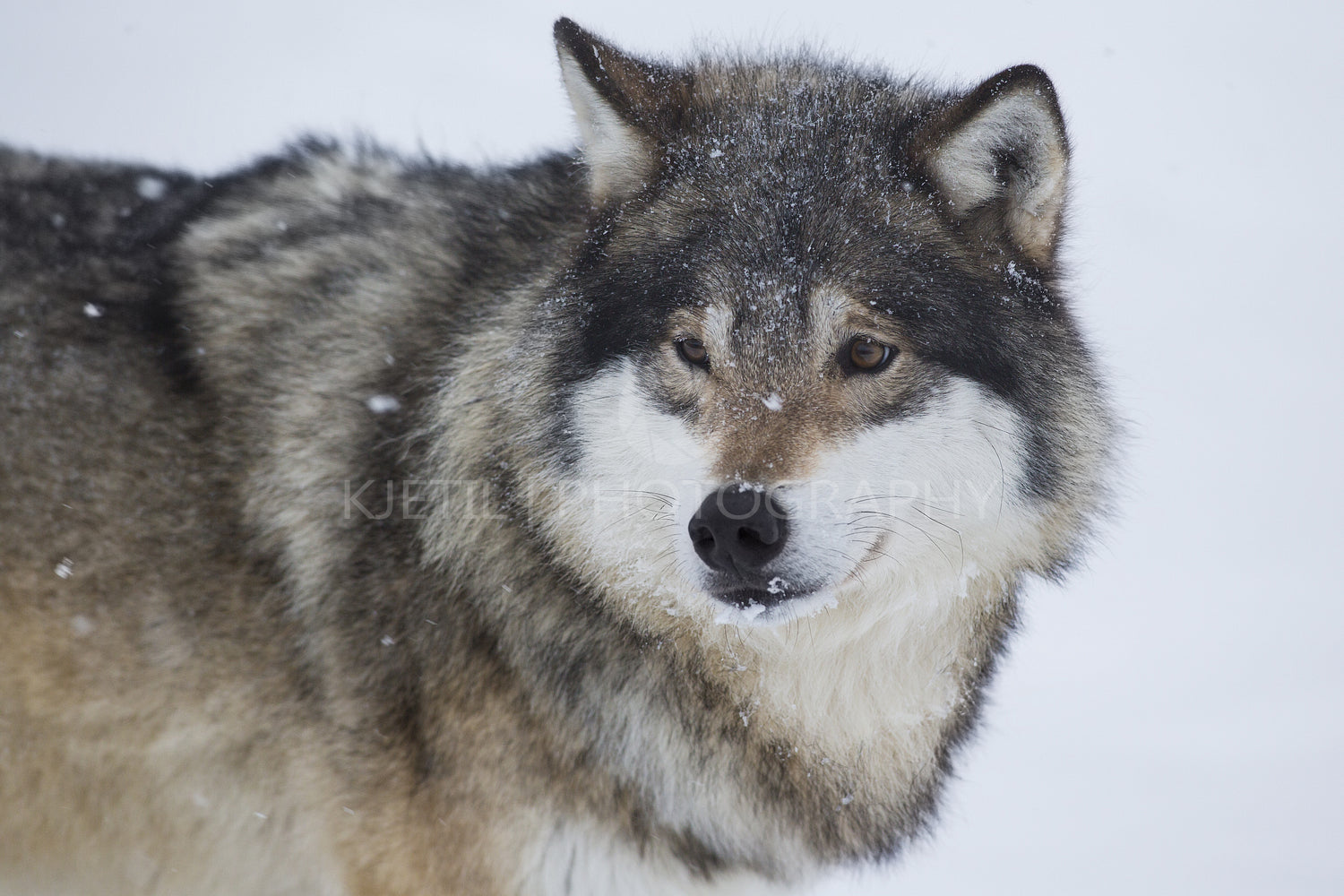 Wolf Standing in the Snow