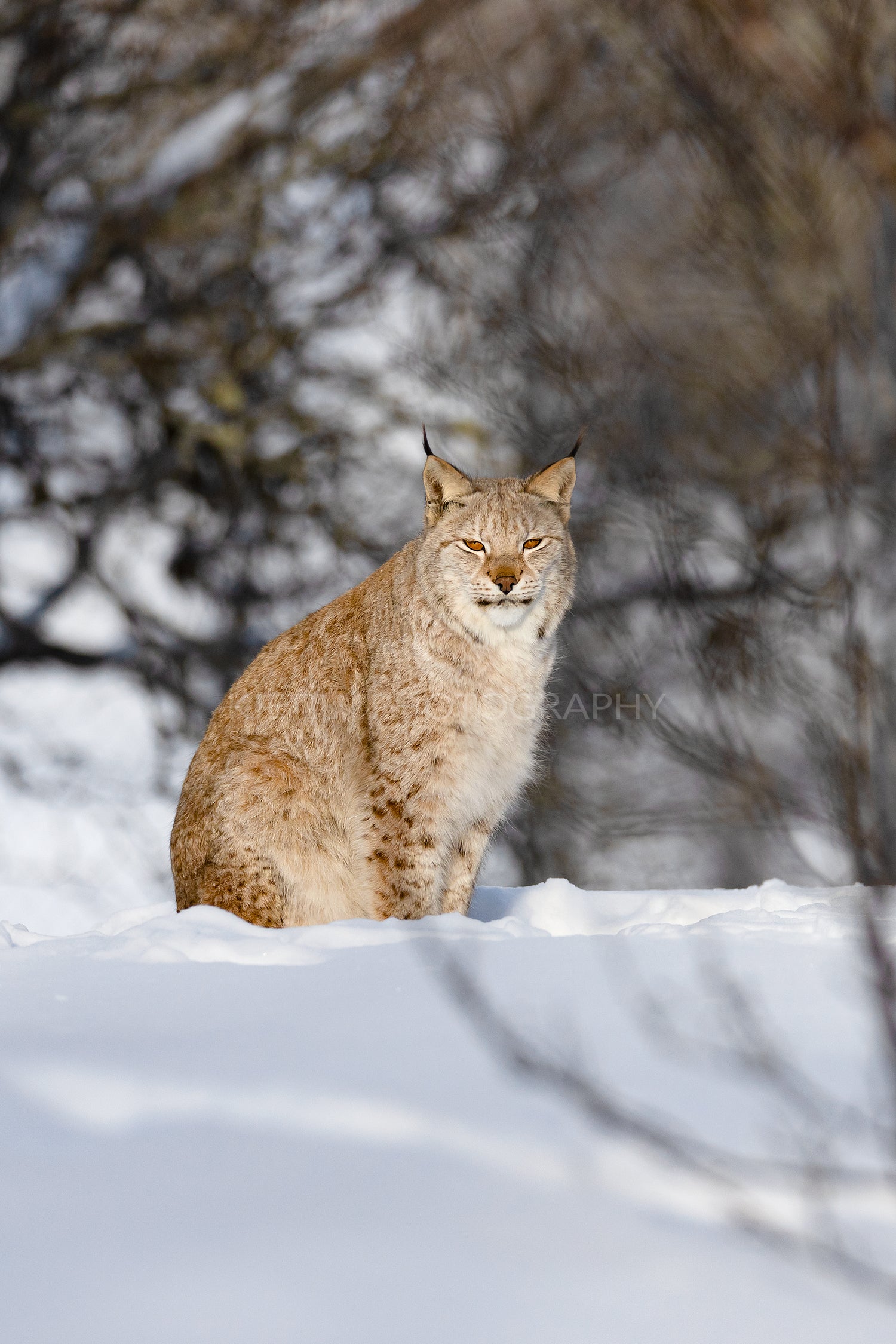 Portrait of alert wild cat sitting on snow in nature