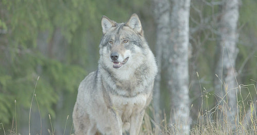 Large male grey wolf standing in the forest