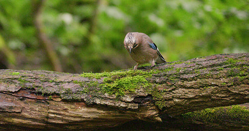 Eurasian jay bird standing on overturned tree and jumping away