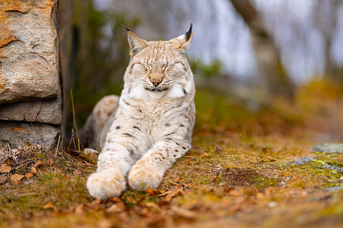 Eurasian lynx resting in the forest in summer