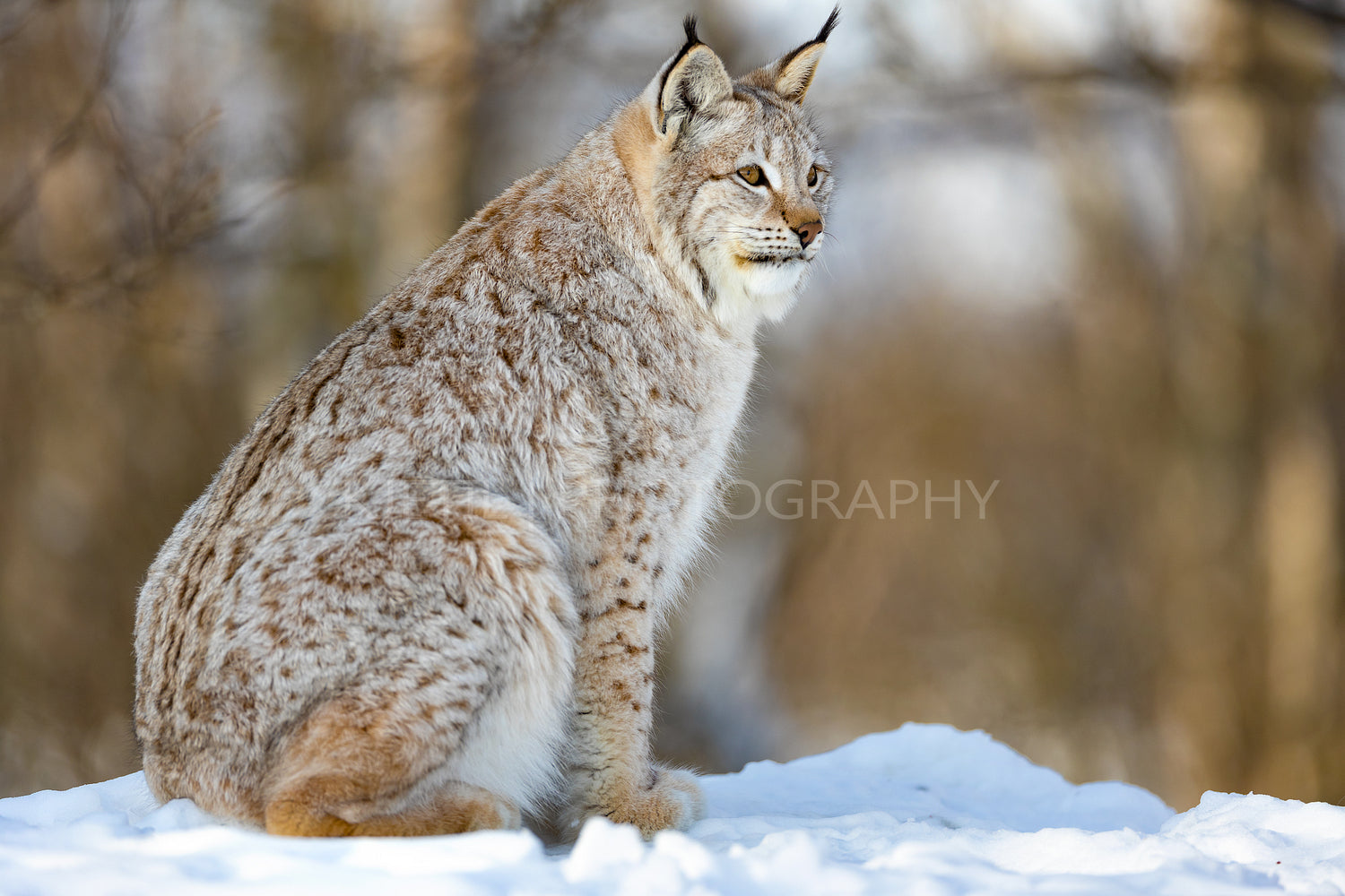Furry Eurasian wild cat looking away while sitting on snow