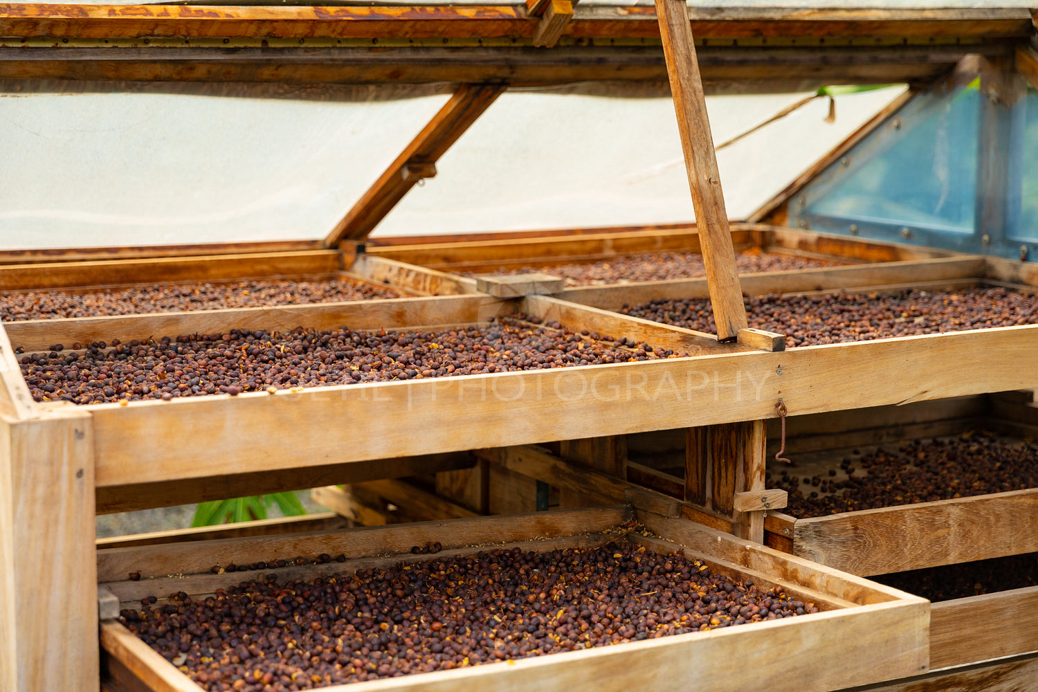 Side View of Organic Coffee Beans Drying In Crates Outdoor