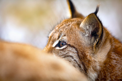 Close-up of eurasian lynx head and wild eyes