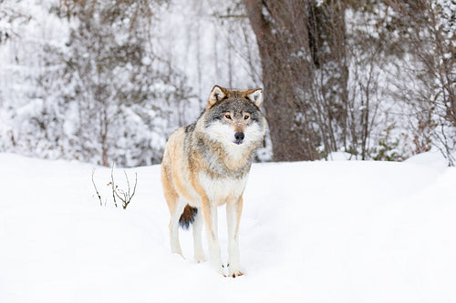 Beautiful wolf standing in the snow in beautiful cold winter forest