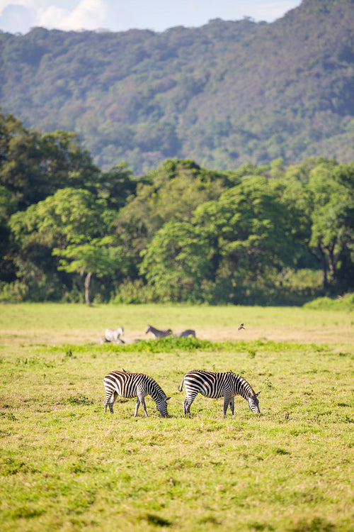 Wild zebras grazing in Africa