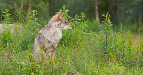 Wolf Standing on Hind Legs in a Grassy Field in Heavy Rain
