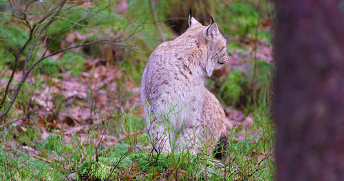 European lynx sits in the heather on the forest floor