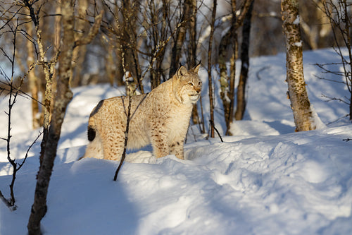 Alert Eurasian lynx looking away on snow amidst bare trees