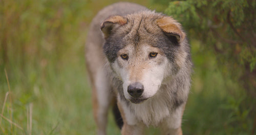Scared old grey wolf looks and smells after rivals or food in the forest