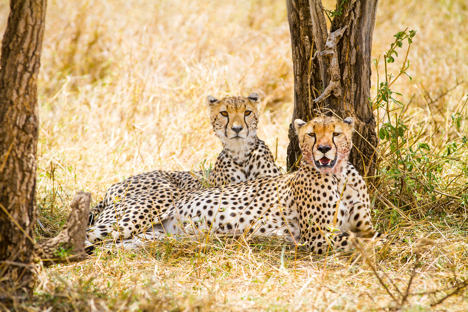 Two wild cheetah rests after meal in Serengeti