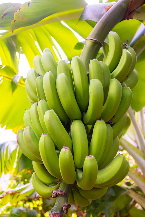 Close-Up Of Fresh Organic Green Banana Bunch at Farm