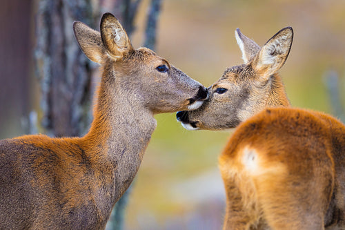 Two cute roe deers in the forest at fall