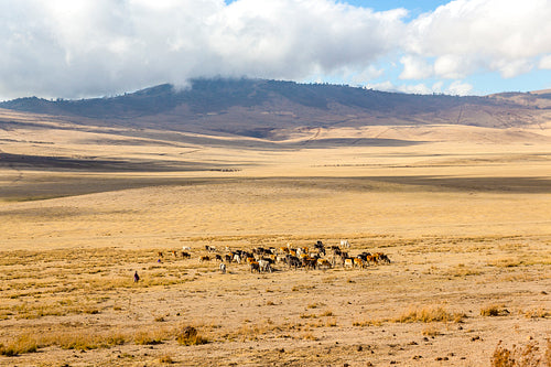 Maasai herding cattle in Ngorongoro