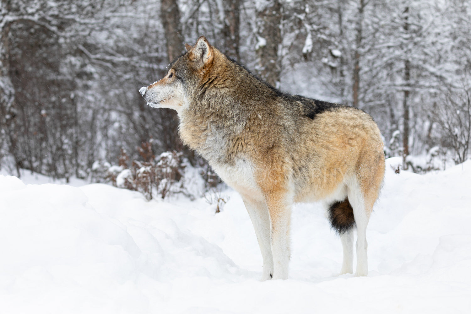 One beautiful wolf standing in the snow in beautiful winter forest