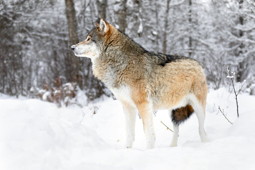 Focused alpha male wolf stands in the snow in beautiful winter forest