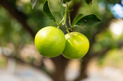 Close-Up Of Fresh Oranges hanging in tree
