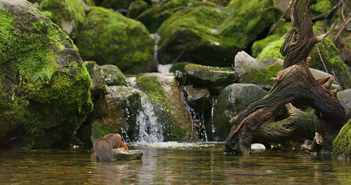 Red squirrel jump from a rock in the water with a nut in mouth below waterfall