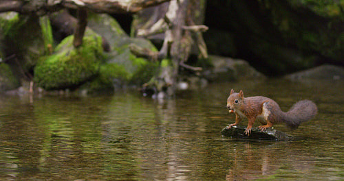 Red squirrel swims in the water with a nut in the mouth then jumps away