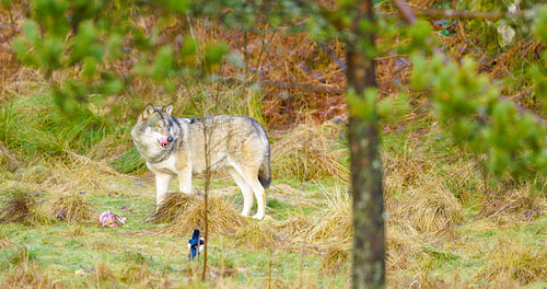 One grey wolf stands in the forest and guards a piece of meat